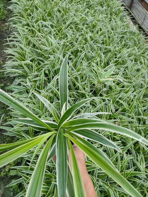 吊蘭苗圃自產自銷 吊蘭工程苗大量批發(fā)